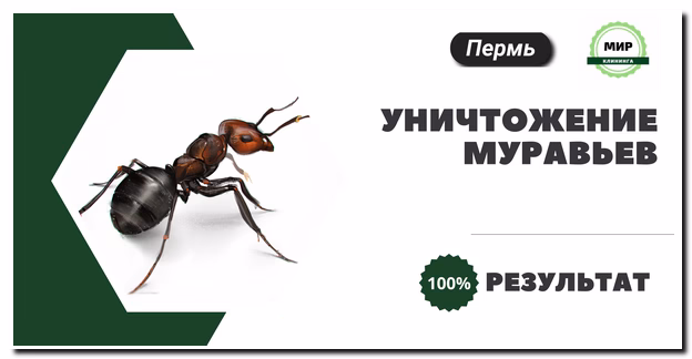 уничтожение муравьев в перми