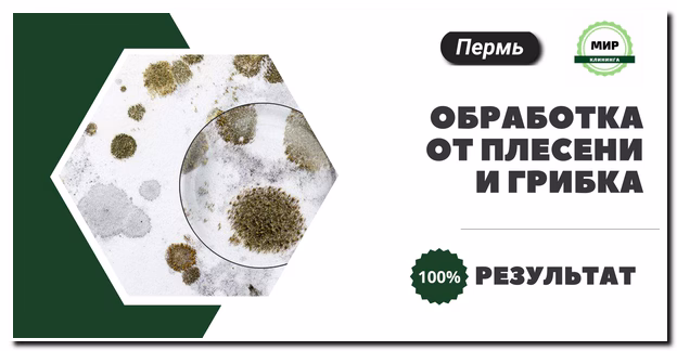 Обработка от плесени и грибка Пермь