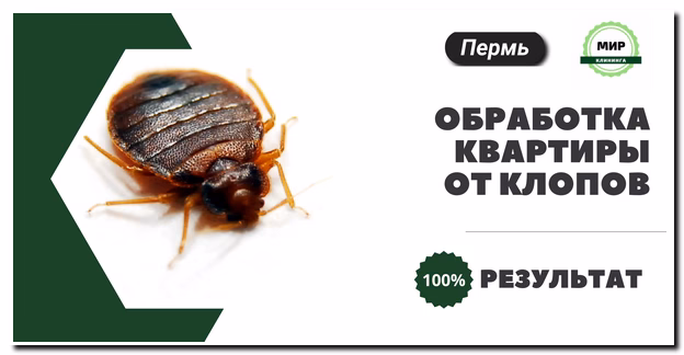 Обработка квартиры от клопов в Перми