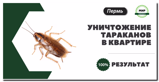 Уничтожение тараканов в Перми
