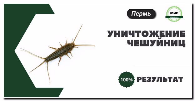 Уничтожение чешуйниц в перми